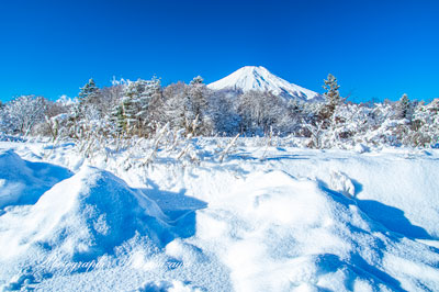 20160207-harimomijyurin102