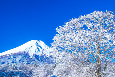 20160207-yamanakakomura4247