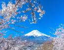 20190413-fujiyoshidashi_arakura50_0368m