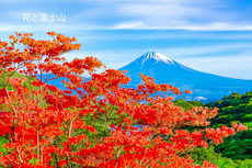 20240515-izu_kurotake3903m