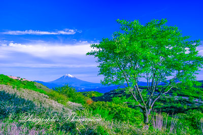 20240515-izu_sukyline8272