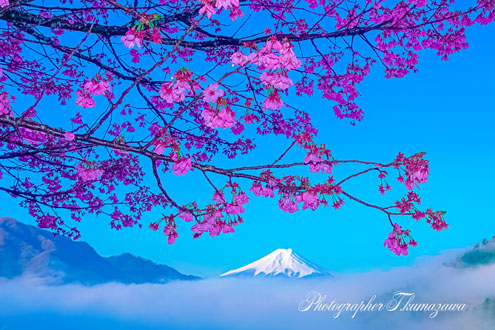 20250412-otsukishi_oiseyama02229
