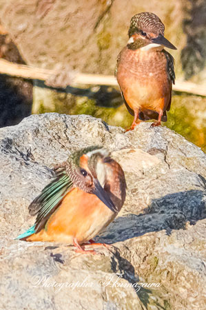 20251008-nogawa09086t