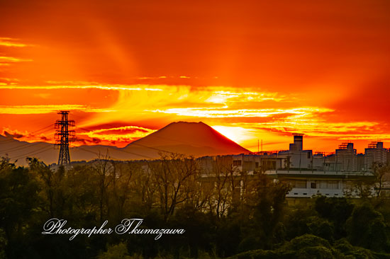 20251112-Fuchushi_oshitate5_9216