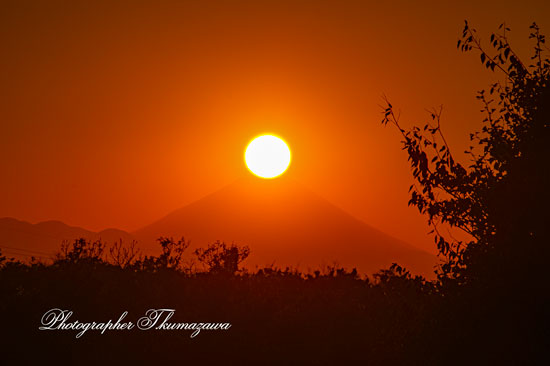 20251121-koganeishi_higashicyo9502