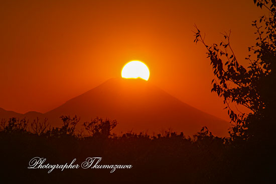 20251121-koganeishi_higashicyo9533