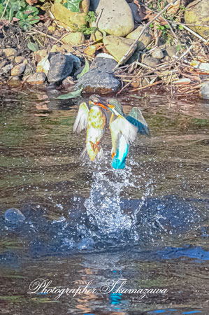 20260113-nogawa03487t