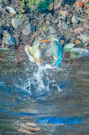 20260113-nogawa03521t