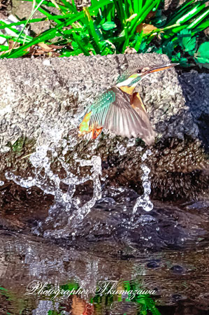 20260118-nogawa04177t