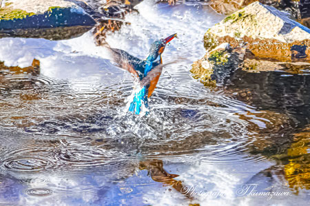 20260209-nogawa00482