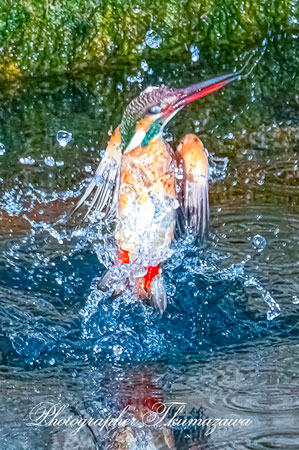 20260214-nogawa03601t