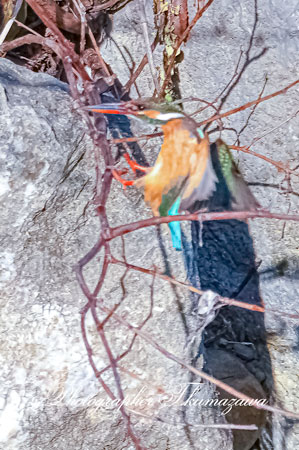 20260216-nogawa05472t