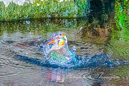 20260216-nogawa05604