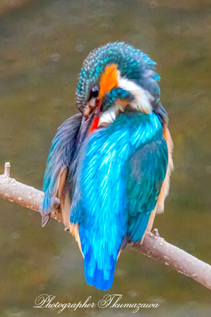 20260218-nogawa06377t