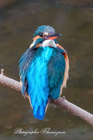 20260218-nogawa06392t