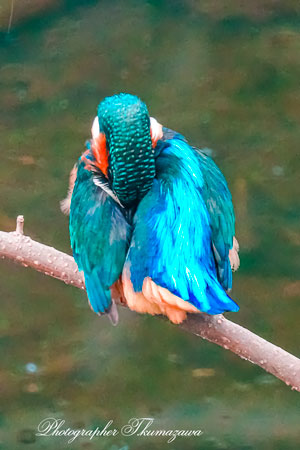 20260218-nogawa06405t