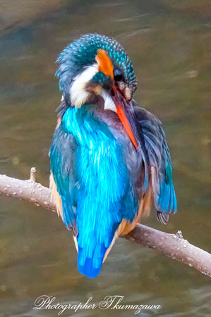 20260218-nogawa06461t