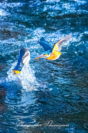 20260221-nogawa07815t