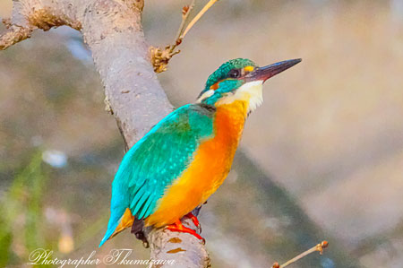 20260223-nogawa09726