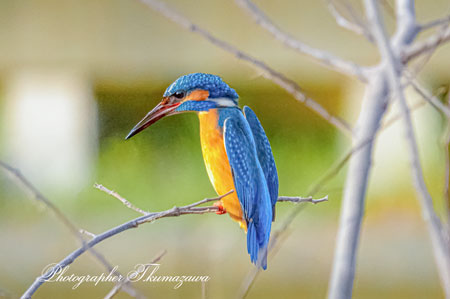 20260227-nogawa01433