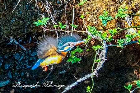 20260227-nogawa02214