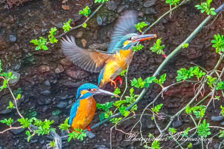 20260228-nogawa02933