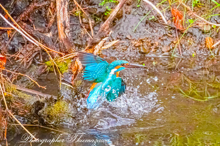 20260303-nogawa04648