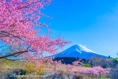 20260305-fujinomiyashi2604