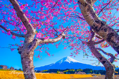 20260305-fujinomiyashi2639