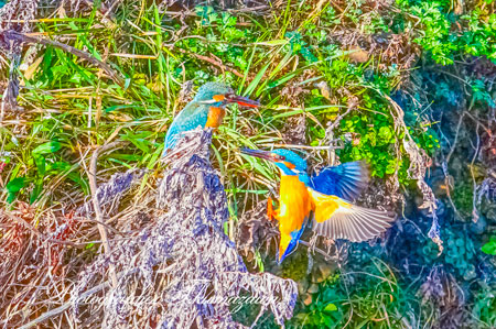 20260307-nogawa05588