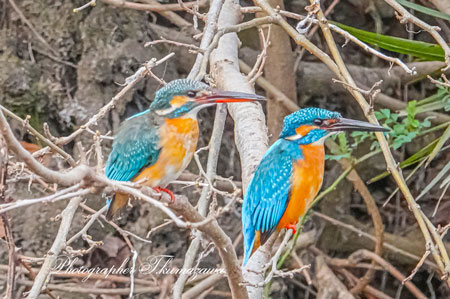 20260309-nogawa06622