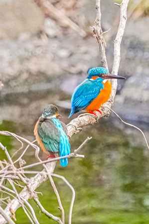 20260309-nogawa06720t