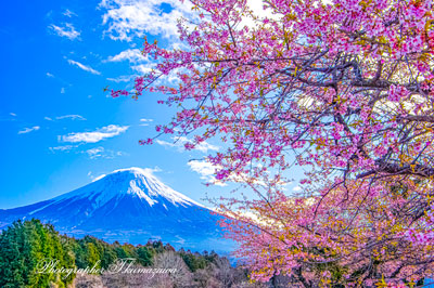 20260314-fujinomiyashi2620