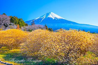 20260314-fujinomiyashi2629