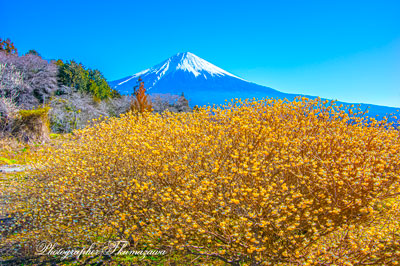 20260314-fujinomiyashi2645