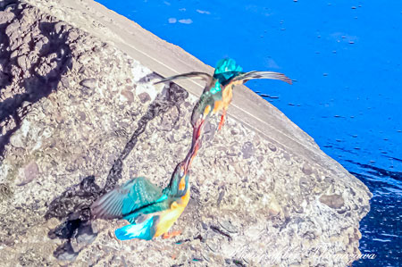 20260315-nogawa08953