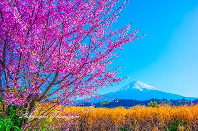 20260321-fujinomiyashi_hara2775