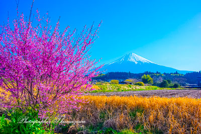 20260321-fujinomiyashi_hara2777