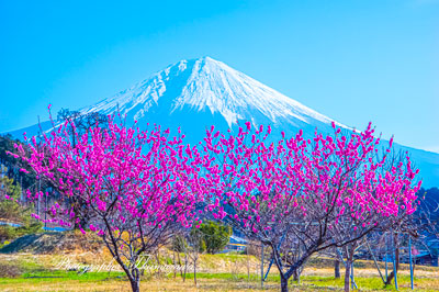 20260321-fujinomiyashi_hara2810