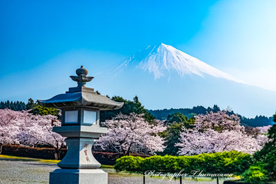 20260329-fujinomiyashi_taisekiji01116