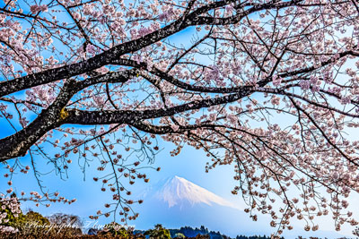 20260329-fujinomiyashi_taisekiji01125