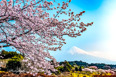 20260329-fujinomiyashi_taisekiji01132