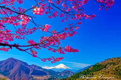 20260403-otsukishi_oiseyama01426