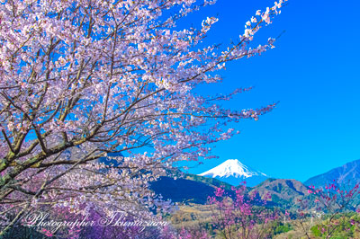 20260403-otsukishi_oiseyama2838