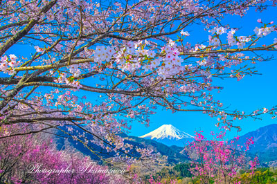 20260403-otsukishi_oiseyama2844