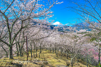 20260403-otsukishi_oiseyama2867