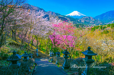 20260403-otsukishi_oiseyama2874