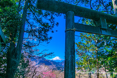 20260403-otsukishi_oiseyama2880