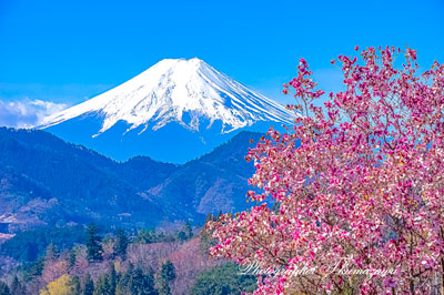 20260403-otsukishi_oiseyama2885