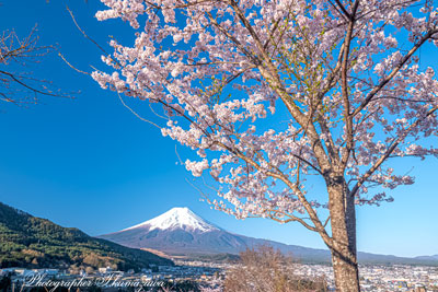 20260408-fujiyoshidashi_ooasumi01711